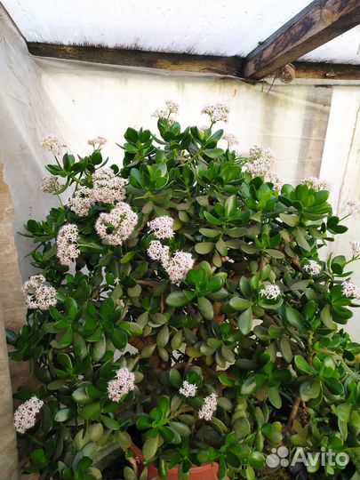 Крассула толстянка денежное дерево