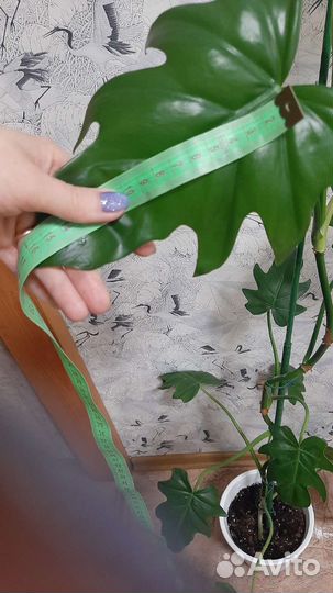 Филодендрон