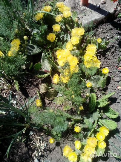 Кактус опунция