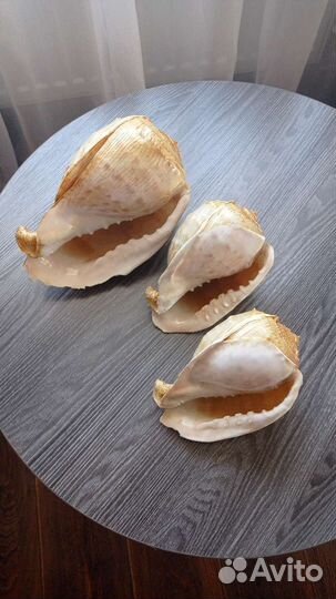 Морские ракушки раковины