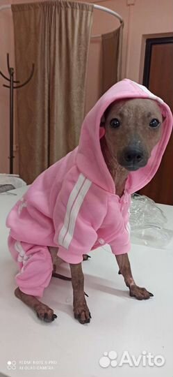 Девочка американский голый терьер. Продаётся