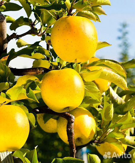 Саженцы яблони