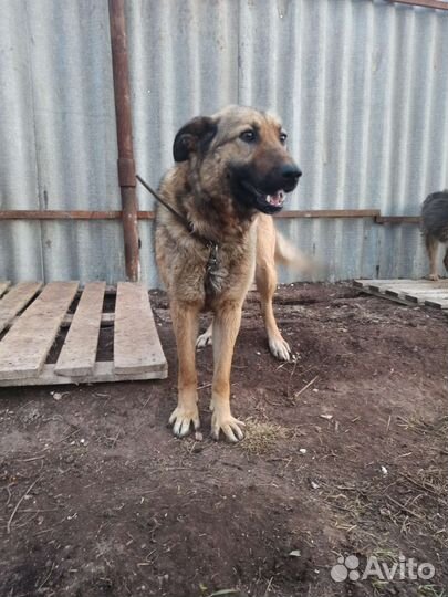 Умная девочка ищет дом