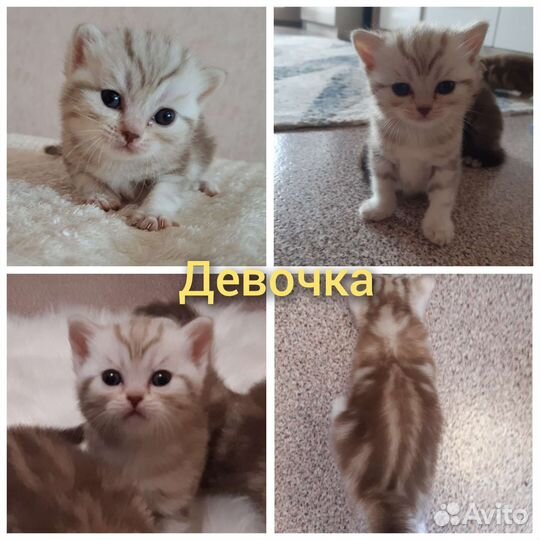 Шотландские котята