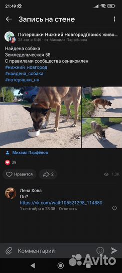 Собака в добрые руки