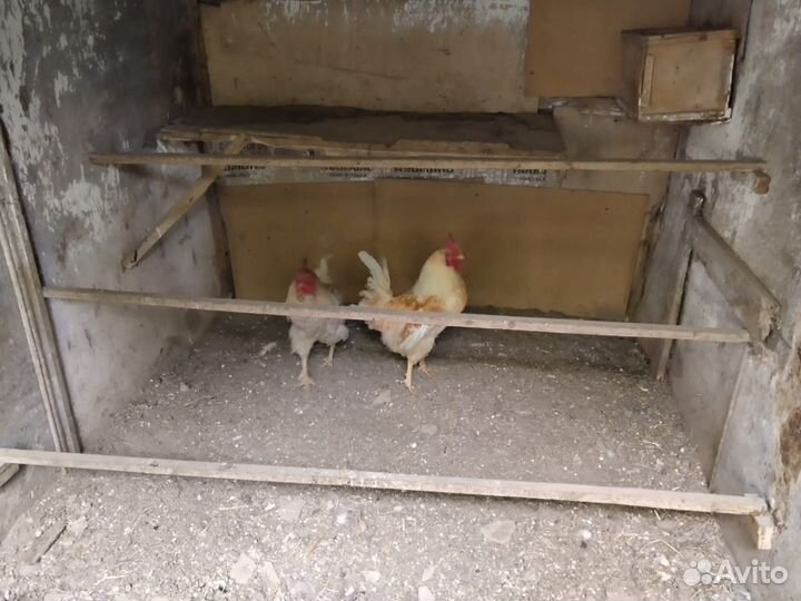 Павлины, Куропатки, Петухи