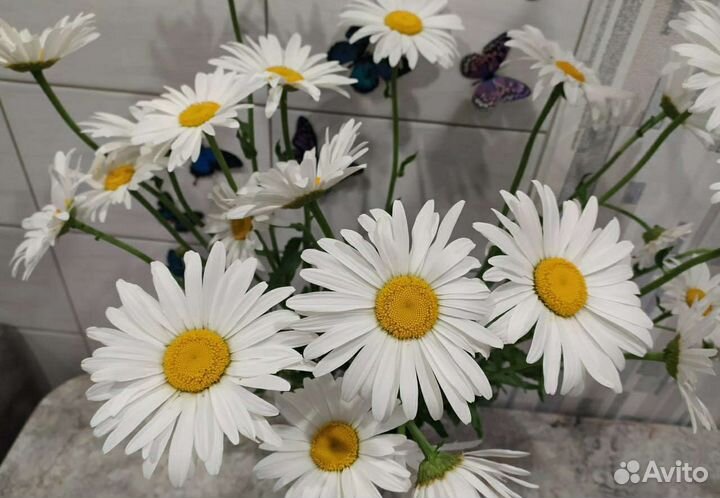 Рассада ромашки (крупная)