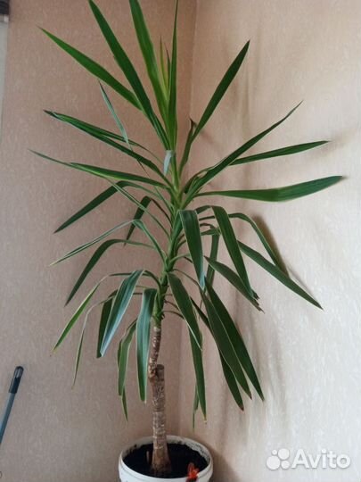 Пальма юкка