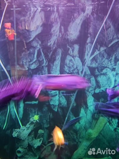 Аквариум с тумбой 180 литров