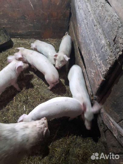 Поросята ландрас