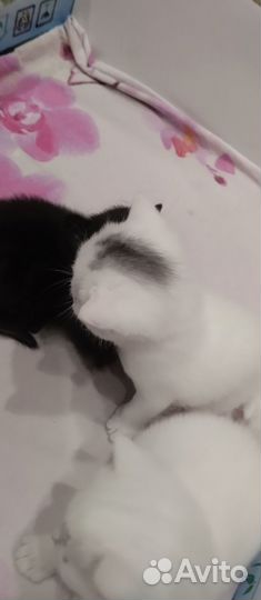 Домашние животные котята