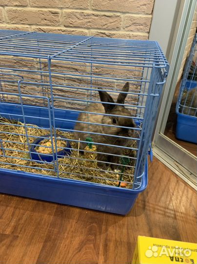 Декоративные кролики