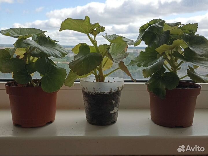 Бегония Элатиор