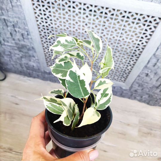 Фикус бенджамина