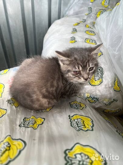 Кошка в дар