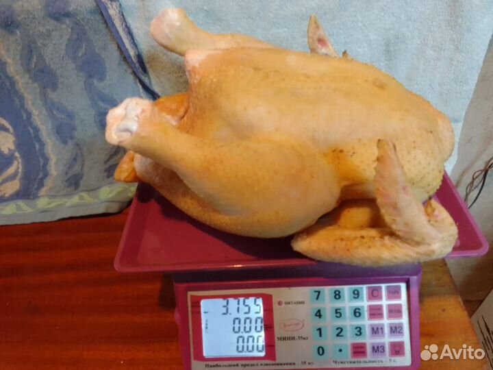 Мясо домашнего бройлера