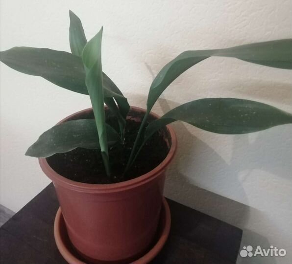 Аспидистра Elatior Blume с вариегатностью