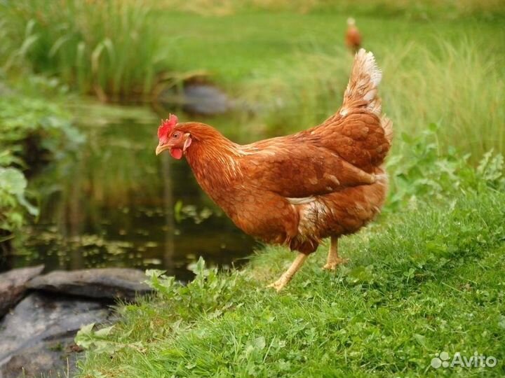 Куры несушки
