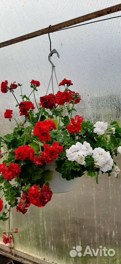 Пеларгония плющелистная красная