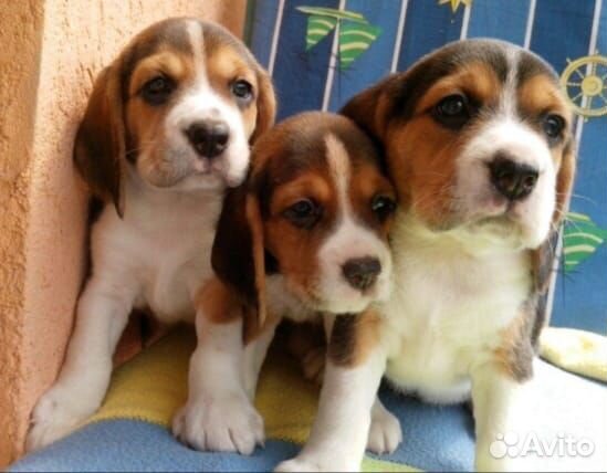 Щенки бигль