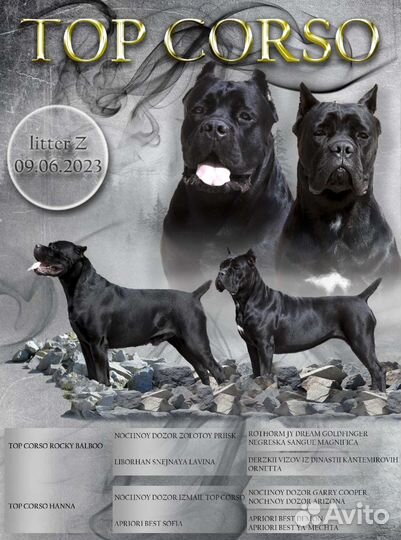 Щенки кане Корсо