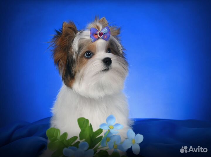 Вязка йорк кобель микро голубоглазый 1.5 кг