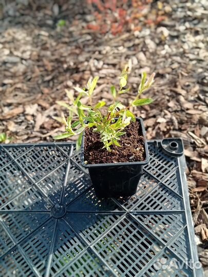 Ива хакуро нишики, агератум, статица