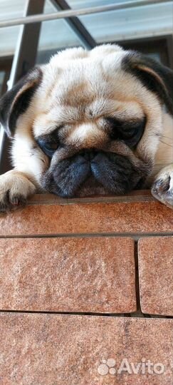 Вязка собак