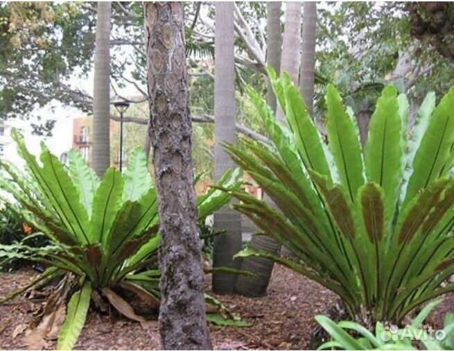 Папоротник и другие декоративные