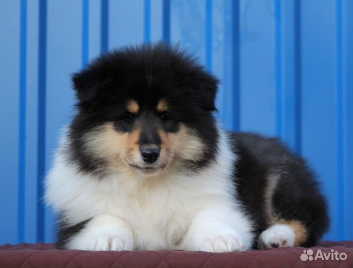 Щенки колли