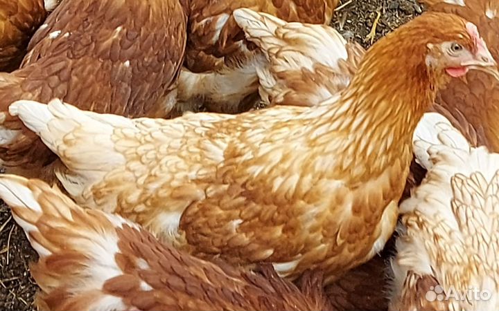 Куры несушки ломан браун