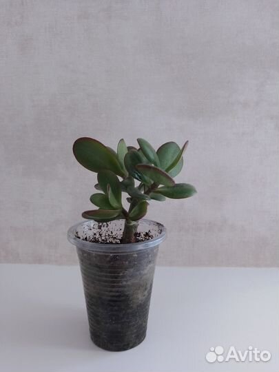 Денежное дерево толстянка крассула