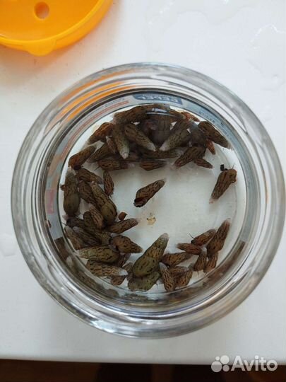 Улитка грунтовая Мелания