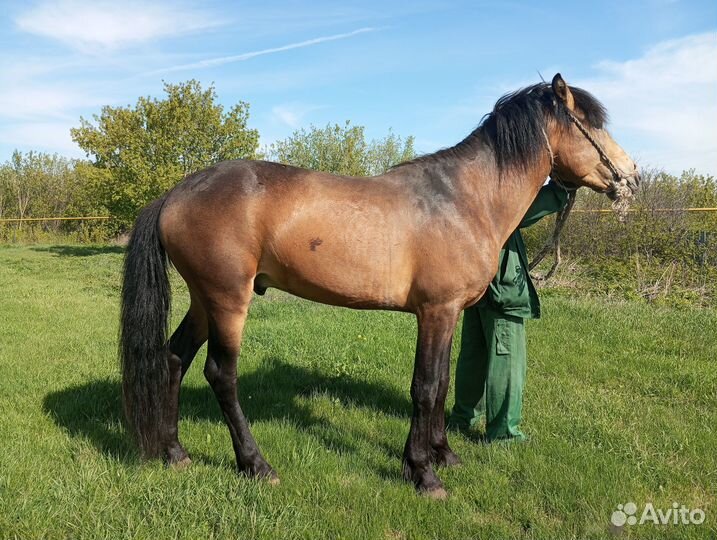 Молодой жеребец