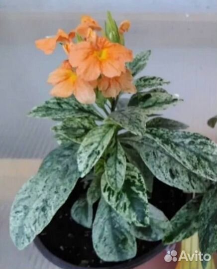 Кроссандра вариегатная