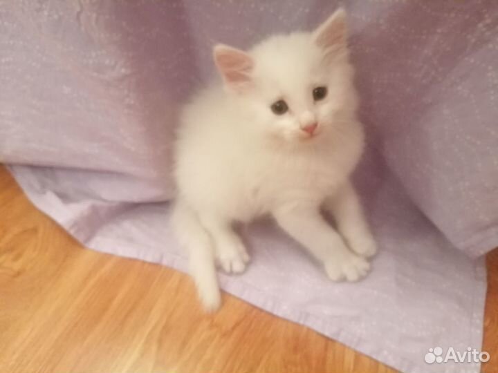 Белый пушок