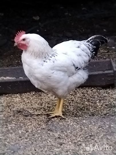 Молодые петушки