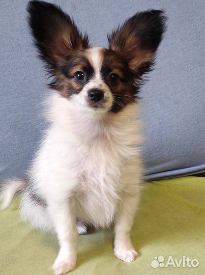 Красивый щенок папийона