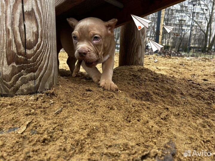Мальчик Американского Булли