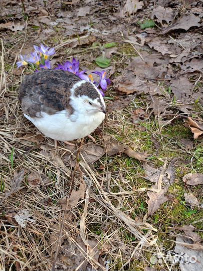 Инкубационное яйцо перепелок Селадон