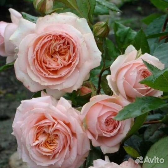 Розы чайно-гибридные