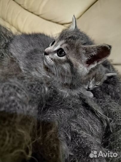 Кошка в дар бесплатно