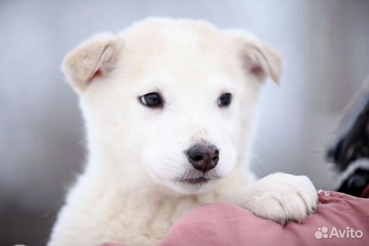 Щенки в беде