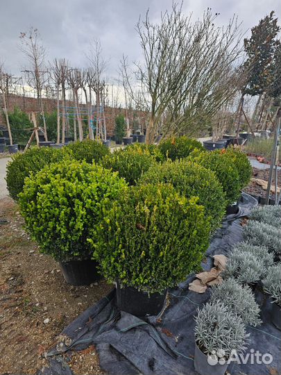 Самшит вечнозеленый/Буксус большой