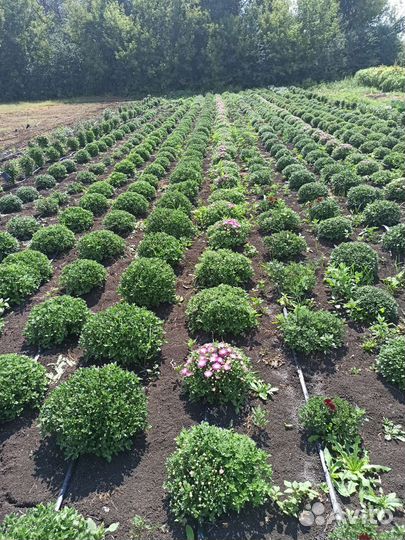 Хризантемы мультифлора