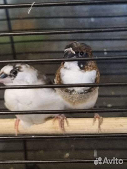 Японские амадины