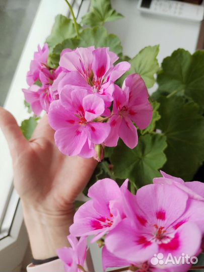 Пеларгония герань