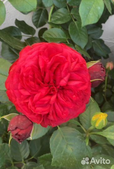 Розы с закрытой корневой системой