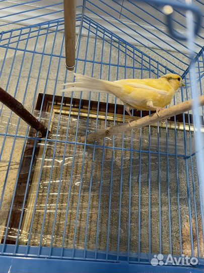 Кенары и канарейки