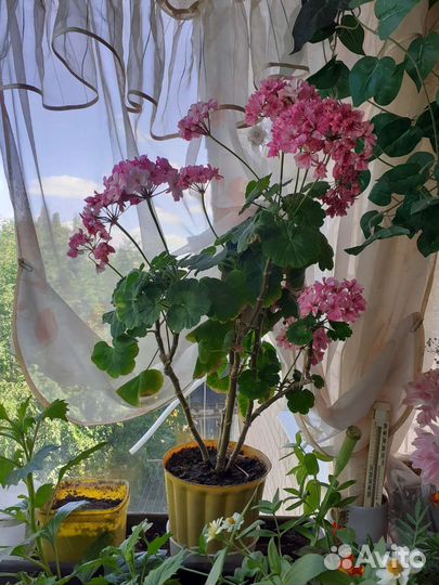 Цветущая большая герань